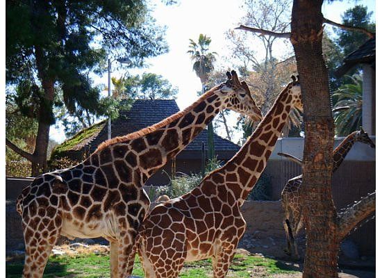 Zoológico Reid Park